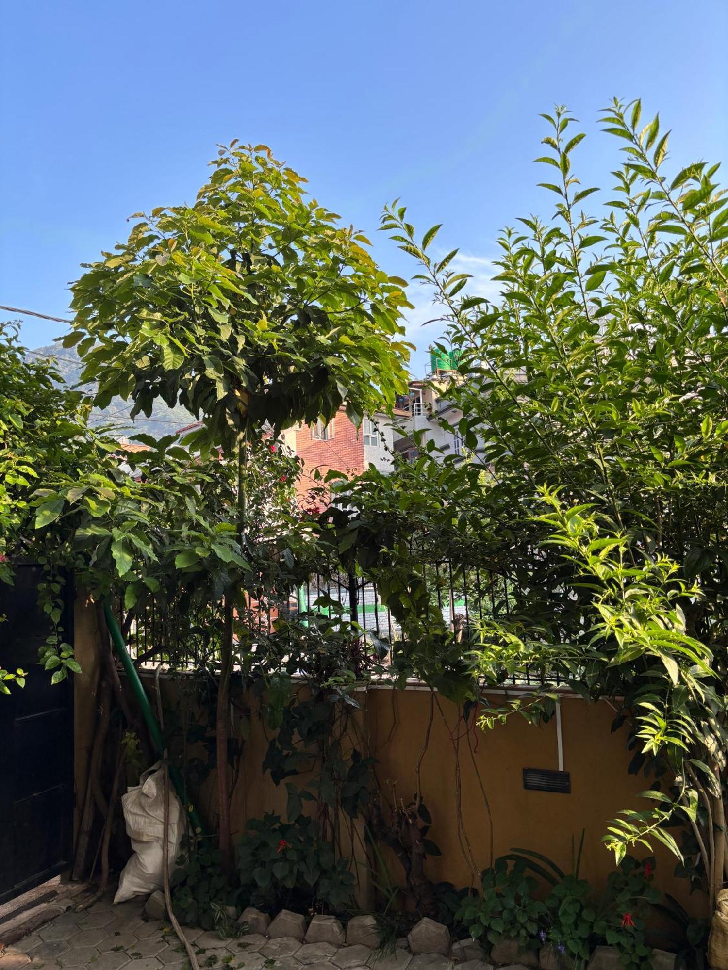 Mums Homestay & Studio Apartments Katmandu Eksteriør bilde